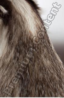 Badger fur photo reference 0006